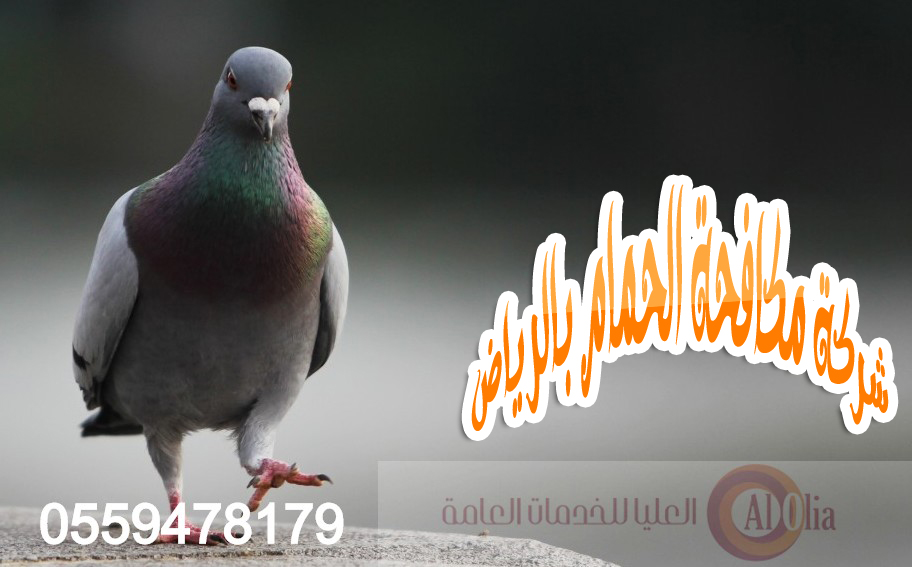 شركة مكافحة الحمام بالرياض